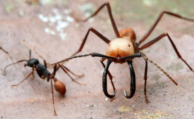野人山蚂蚁图片