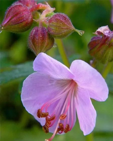 大根老鸛草的拉丁學名是geranium macrorrhizum,牻牛兒科,老鸛草屬