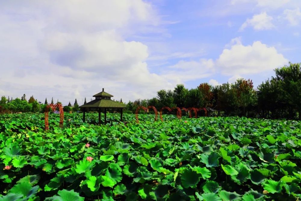 好消息崇明這個景區門票限時免費再加園內10餘種玩樂項目免費玩