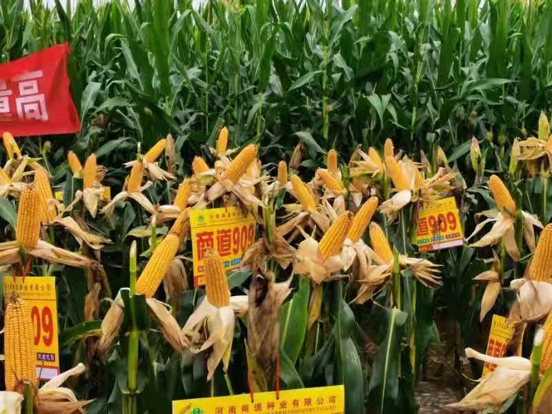 热烈祝贺河南商道种业商道909等三个品种通过国家初审