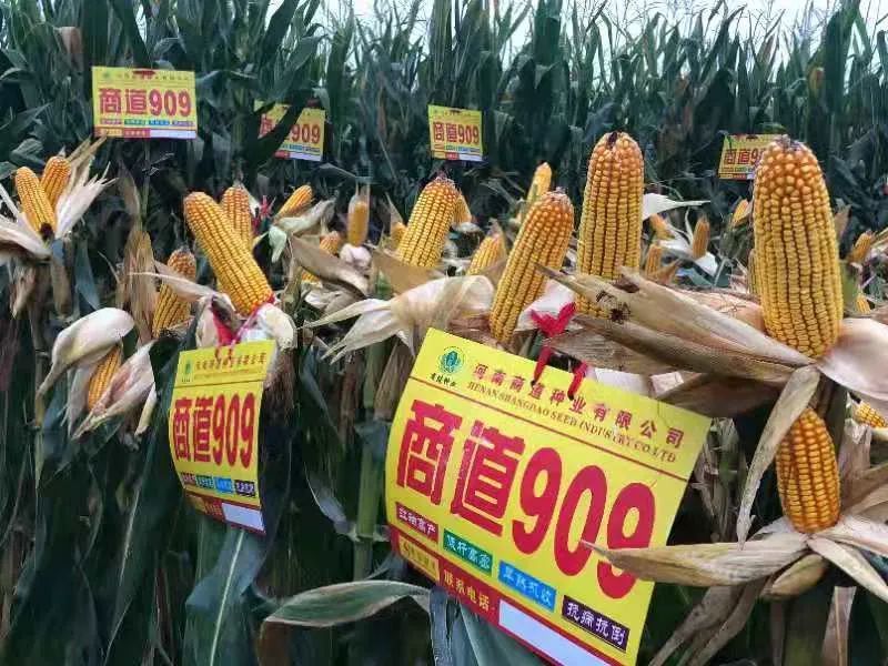 热烈祝贺河南商道种业商道909等三个品种通过国家初审