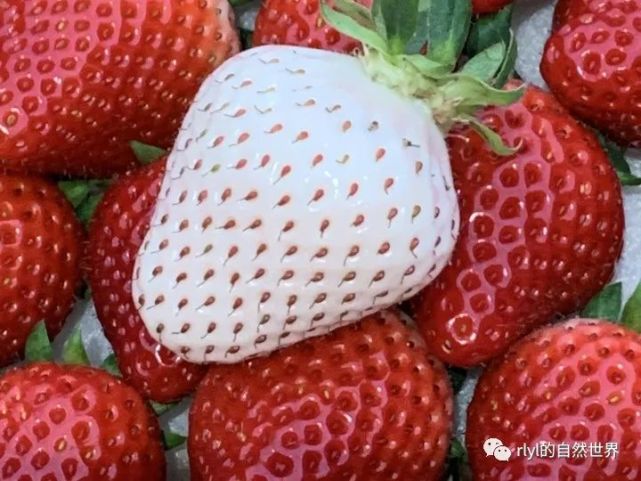 【水果传】白草莓的培育成功率只有10%,口感最佳的是"白宝石"