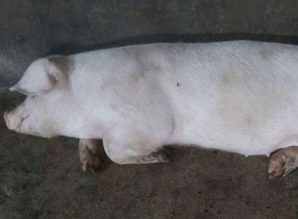 猪后腿关节有脓包,这个病容易被忽视_腾讯新闻