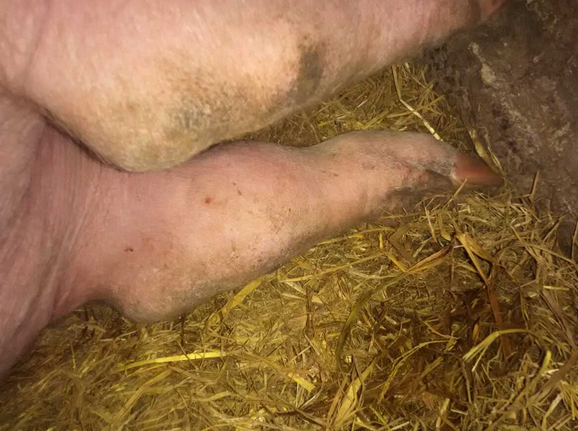 猪腿上起大包是咋回事猪后腿关节有脓包这个病容易被忽视