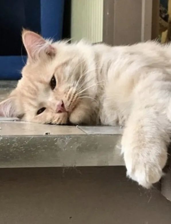 17岁的三花猫被狠心弃养,满脸忧伤让人心疼