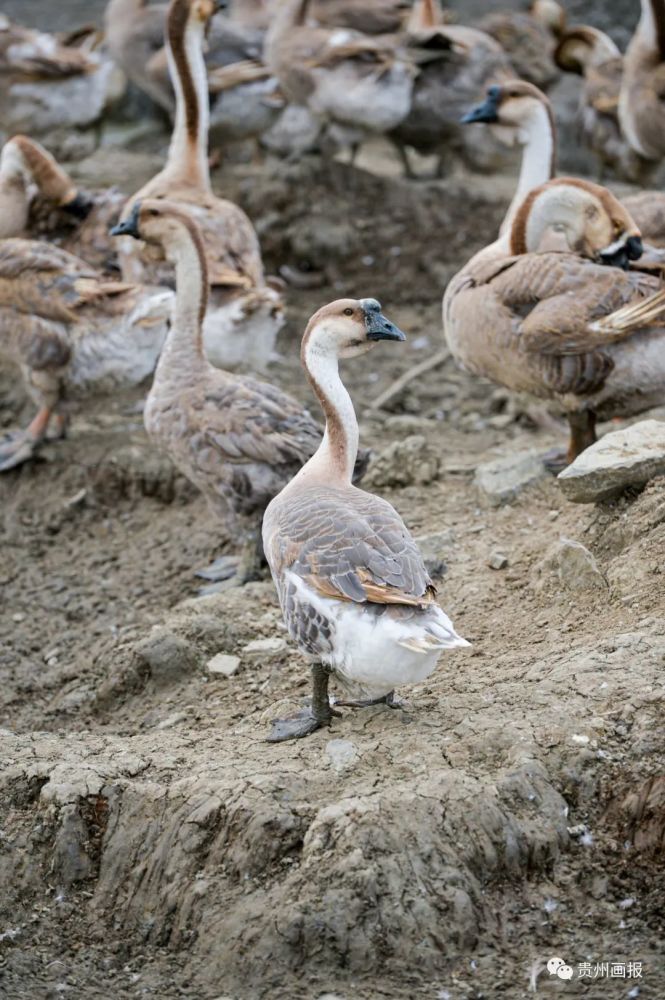 走进乡村看小康肖家村灰鹅成群致富有道
