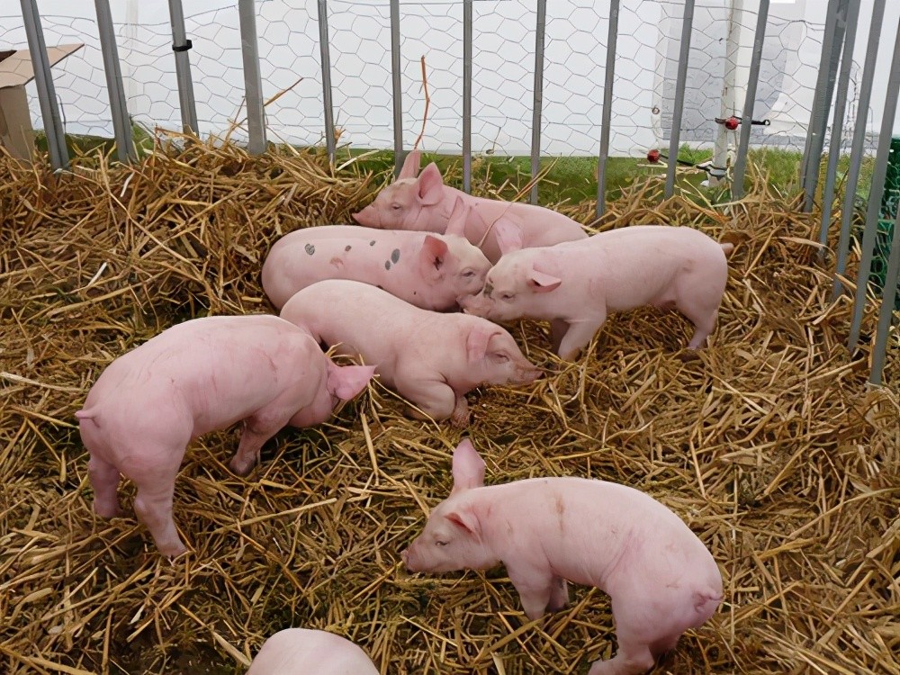 猪价再创新低仔猪大跌60养殖户哭晕在猪圈粮涨猪跌怎么破