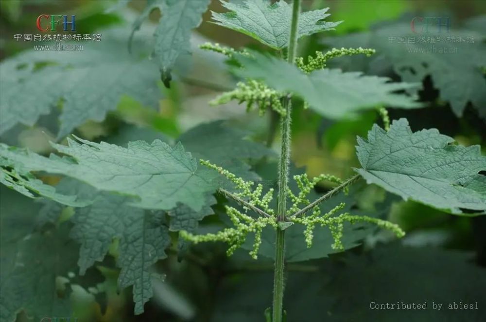 活麻草.