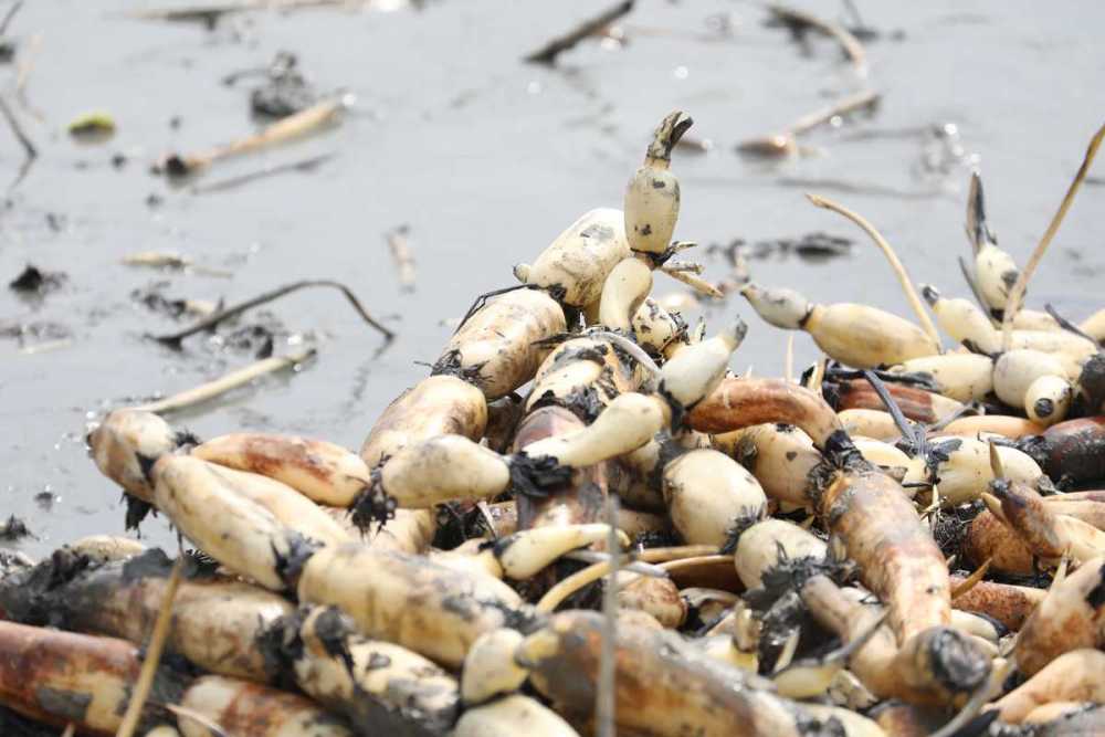 藕农余师章小心翼翼地摸寻着沉睡在淤泥中的莲藕,他说,莲藕生长在半米