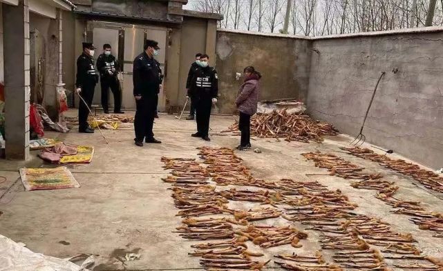 经查,从2018年开始,王某虎在家中偷偷设置收购点,教授村民捕捉黄鼠狼