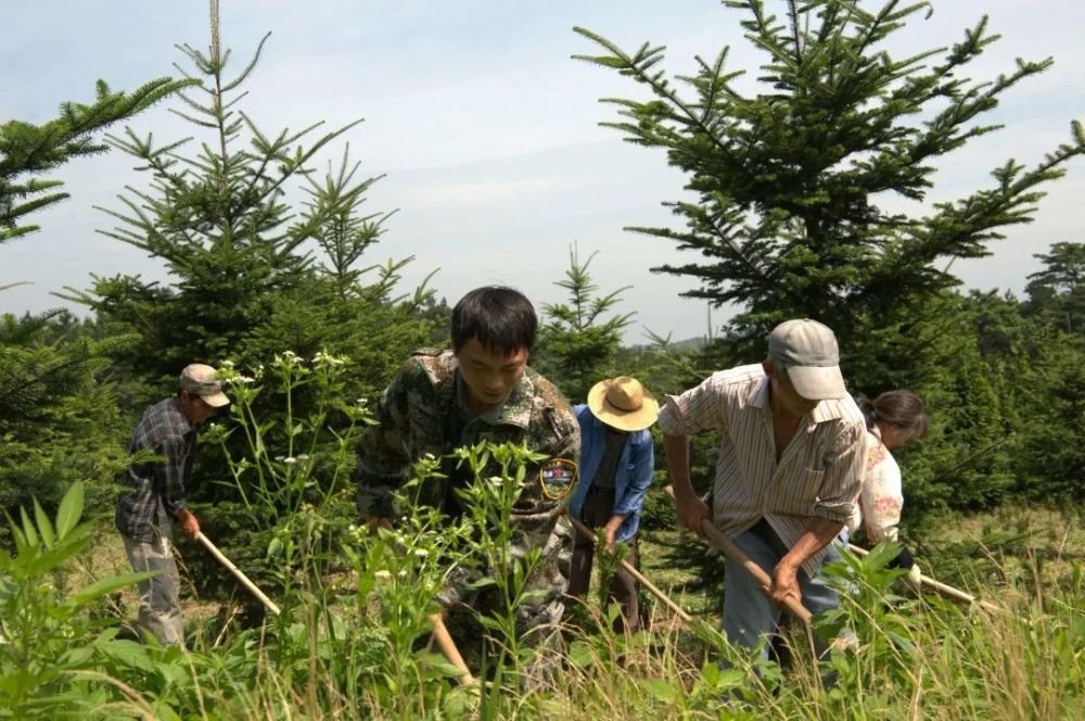 【"最美林业人"候选人】许志斌:让良种培育更精细化智能化科技化