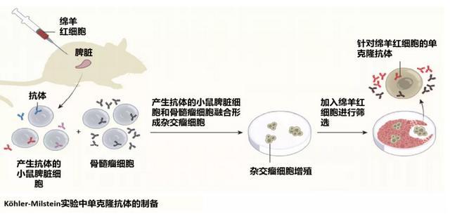 靶向藥物治療之單克隆抗體的起源