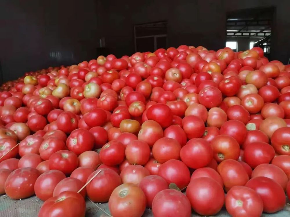 走进乡村看小康康庄大道网红西红柿带火了产业映红了笑脸