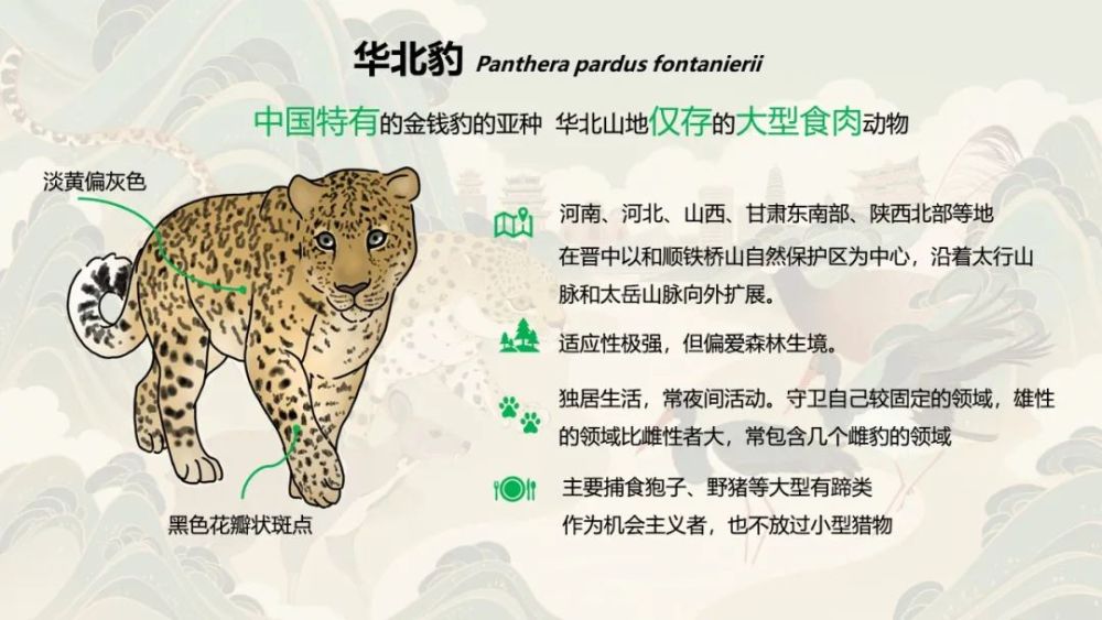 中国野生豹子分布图图片