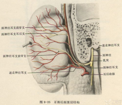 偶尔外耳道的痒,甚至掏耳朵时打喷嚏,都可能是你的神经"迷之串线"了