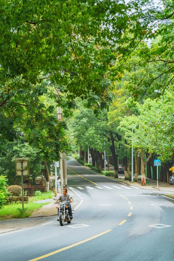 第二批最美林荫路出炉一图带你穿越武汉这些最美林荫路