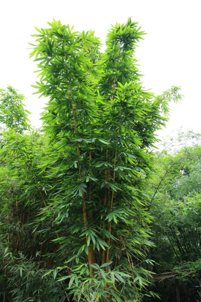 你见过竹子开花吗?四季花开的短枝黄金竹丨花颜鸟语