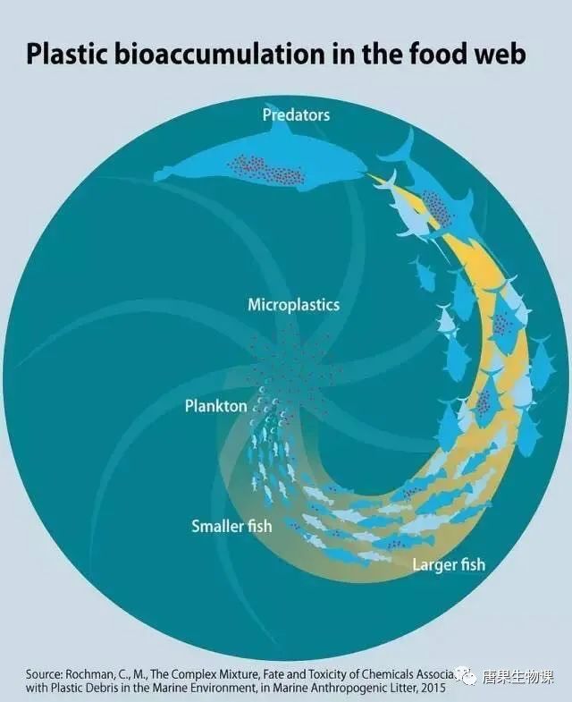 知识解析生物富集积累and放大