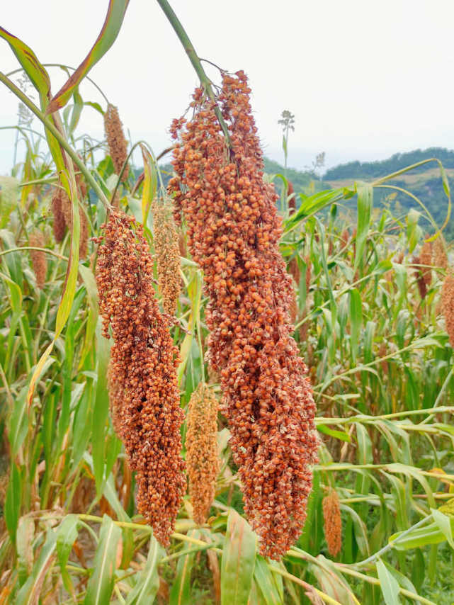四川泸州千亩高粱红浪翻农民增收笑颜展