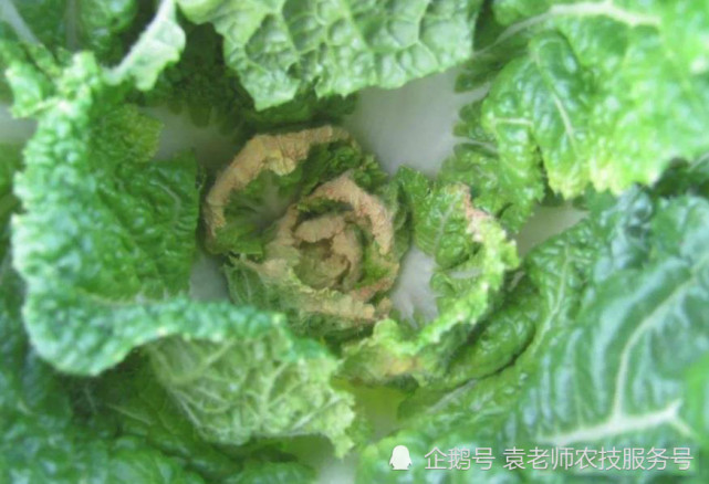 大白菜发生干烧心实际原因不简单这两种方法同时使用才能见效