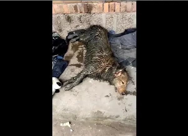 男主去买菜留狗在家,回来看到这一幕时,瞬间傻眼了!