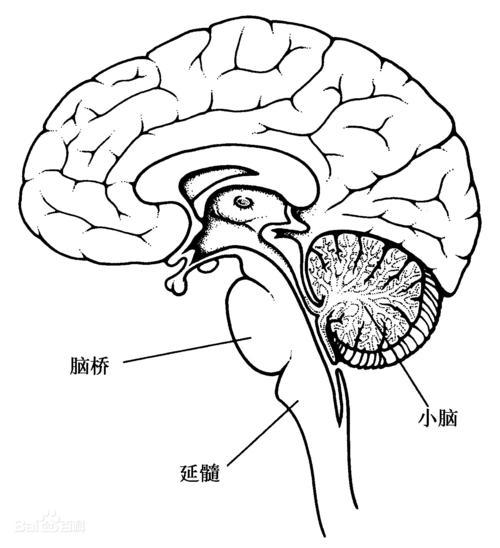 間腦位於中腦的前上方,大部分被大腦半球所掩蓋,主要分為上丘腦,背側