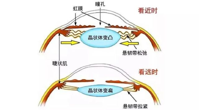 眼睛的結構和近視的危害這個動漫小視頻全講清楚了