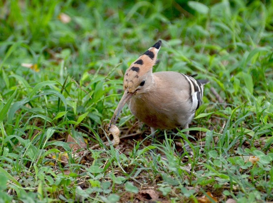 在农村戴胜鸟又被称为棺材鸟为何它们身上总是臭臭的