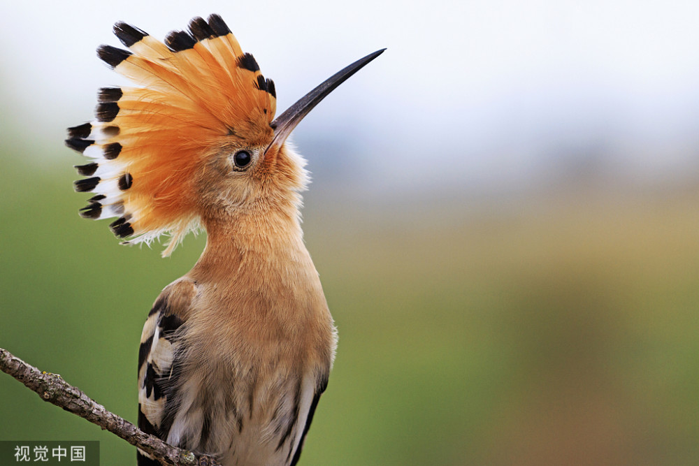 在农村,戴胜鸟又被称为"棺材鸟",为何它们身上总是臭臭的?_腾讯新闻