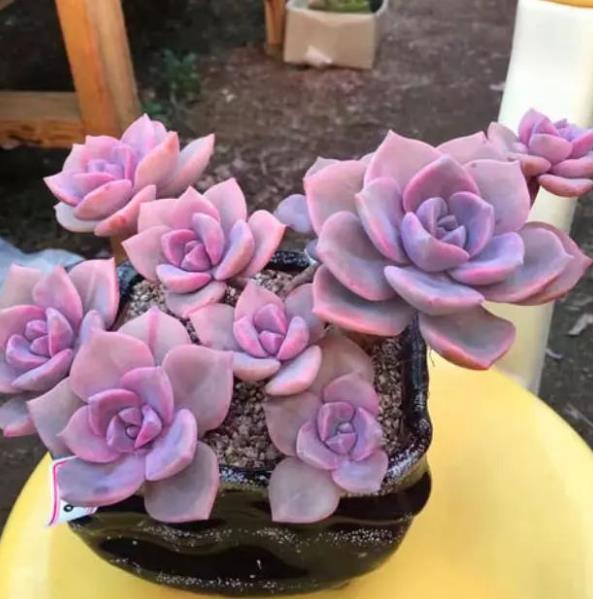 秋冬养多肉,首选这5款,皮实好养颜值高,越晒叶子越漂亮_腾讯新闻