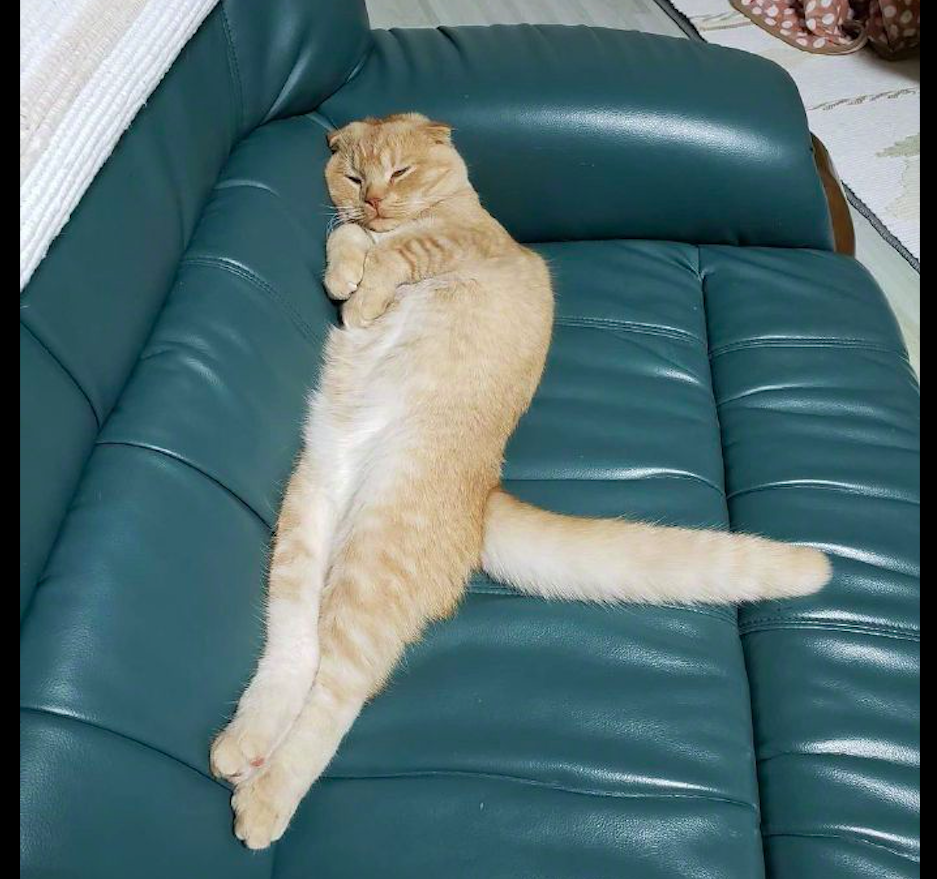 猫学主人躺在沙发上慵懒的姿势都快成精了尾巴是不是硌得慌