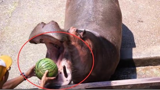 动物界的造粪机器河马每天拉9吨粑粑一年憋死上万条鱼