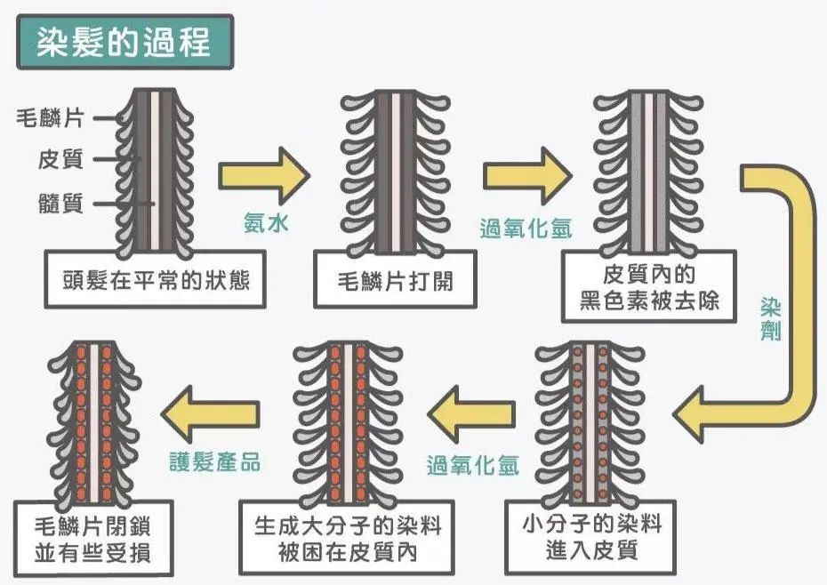 在染发过程中,染发剂的药水先打开最外层的毛鳞片,通过打开的小孔进入