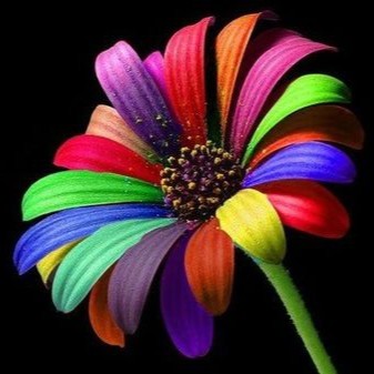 心理测试 你喜欢哪一款七色花测一下你的运气怎么样