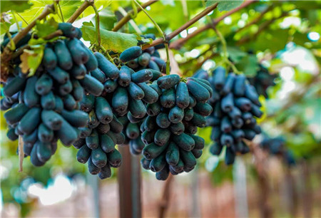 助农增收晋宁这个脆甜无籽拇指葡萄你尝过了吗