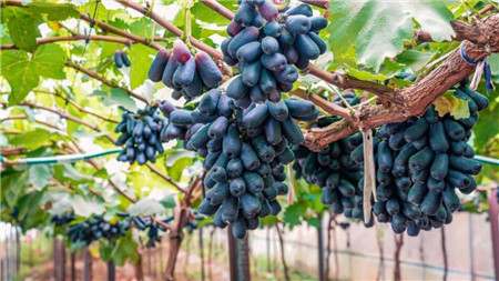 助农增收晋宁这个脆甜无籽拇指葡萄你尝过了吗