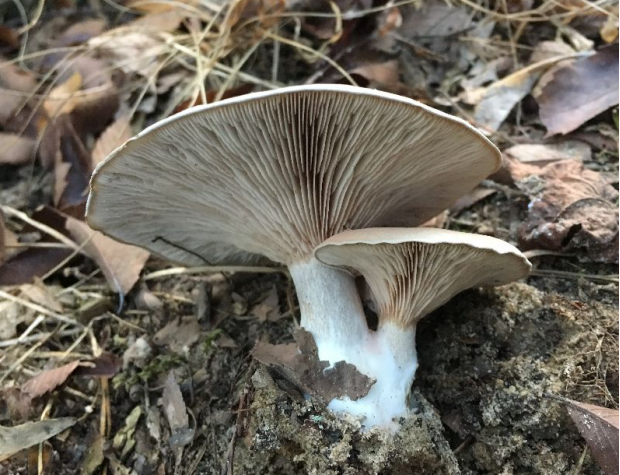 斜盖粉褶菌菌褶开始近白色,后变粉红色,稍密,延生,薄,不等长