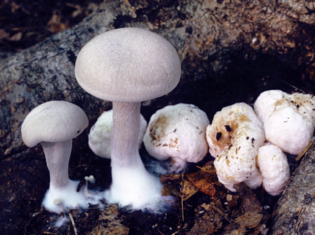 荒野维生野菜系列——斜盖粉褶菌