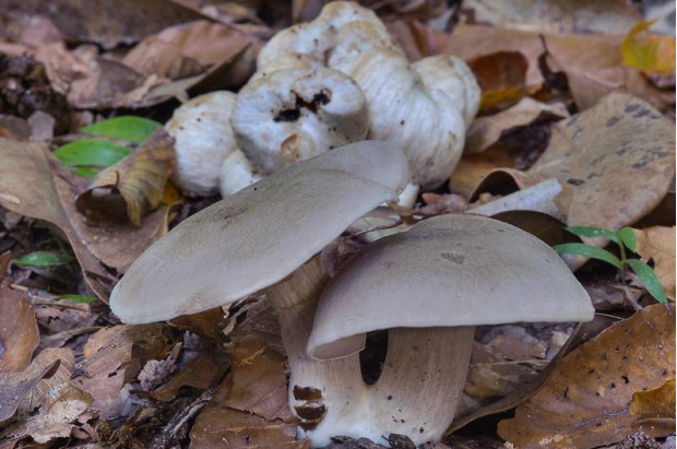 荒野维生野菜系列——斜盖粉褶菌
