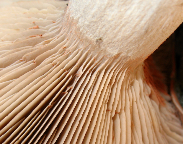 荒野维生野菜系列——斜盖粉褶菌