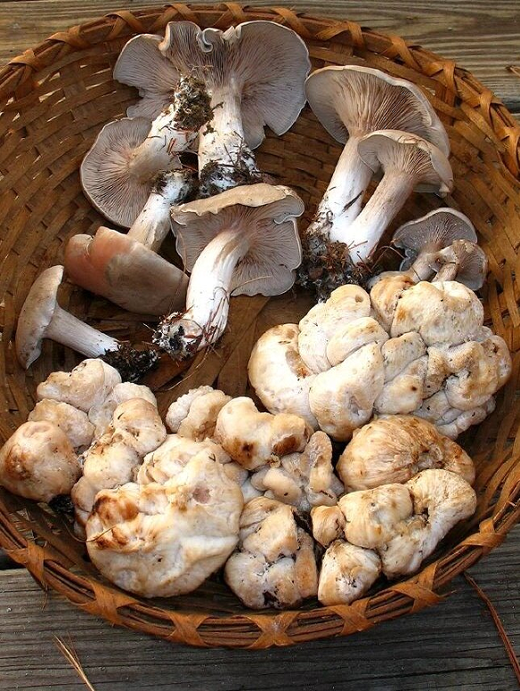 荒野维生野菜系列——斜盖粉褶菌