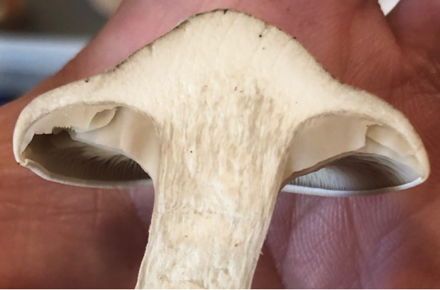 荒野维生野菜系列——斜盖粉褶菌