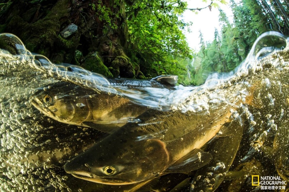 加拿大洄游鲑鱼面临生存危机