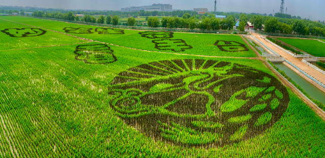 丰台400亩低效土地实现复垦年底前全面建立三级田长制责任体系