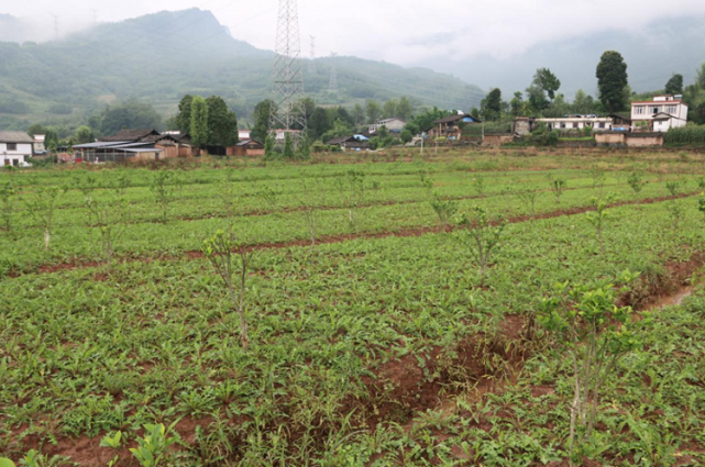四川雅安芦山县探索中药材产业机制助推乡村振兴