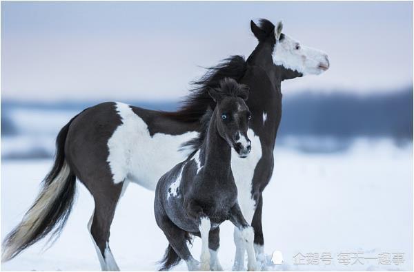 男马 女牛,对于男马和女牛来说,双方在性格是那个有着较大的差异,属于