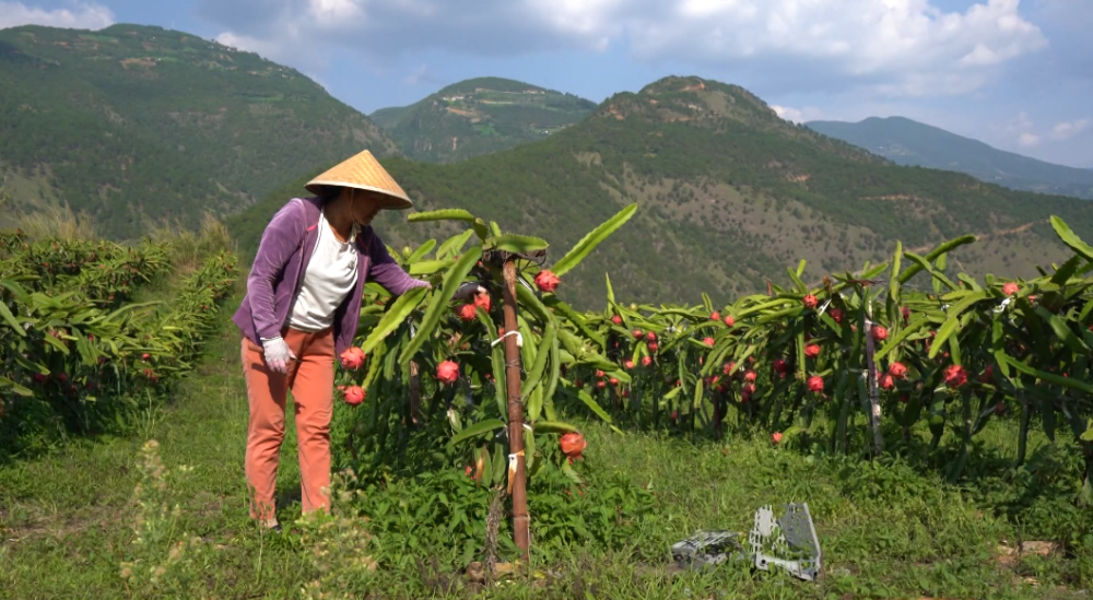 云龙县苗尾乡后扶产业助力水电移民增收致富