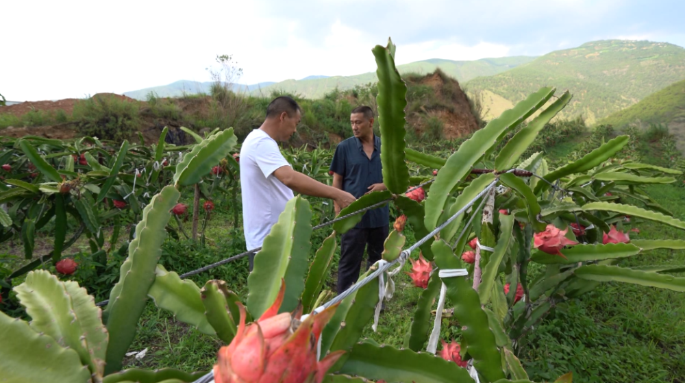 云龙县苗尾乡后扶产业助力水电移民增收致富