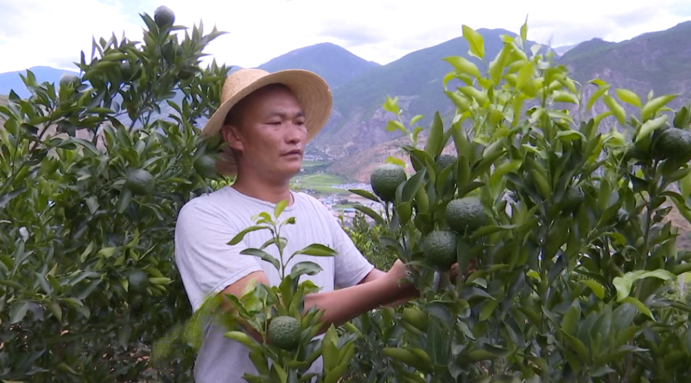 云龙县苗尾乡后扶产业助力水电移民增收致富