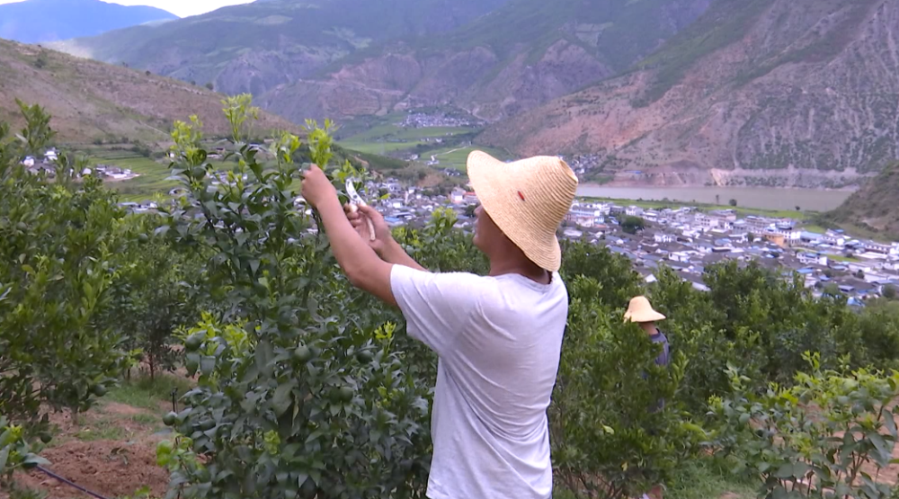 云龙县苗尾乡后扶产业助力水电移民增收致富